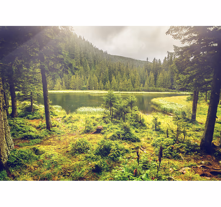 Gröna träd skog fototapet - Tenstickers