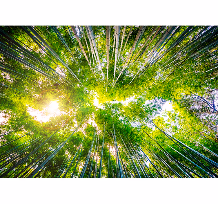 Bambu landskap fototapet - Tenstickers