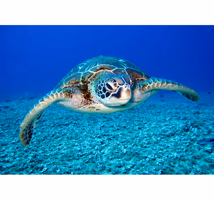 Hawksbill havssköldpadda djur fototapet - Tenstickers
