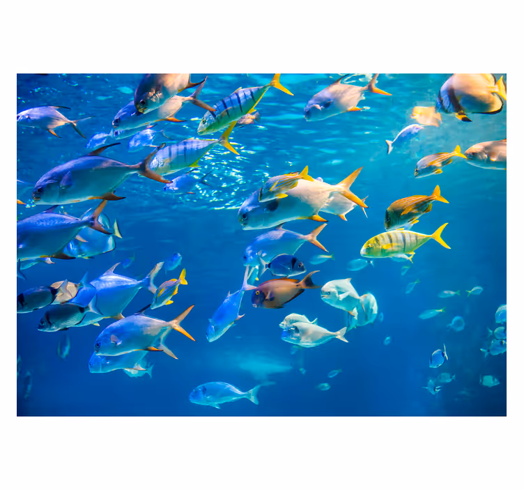 School of sea animal fototapet - Tenstickers