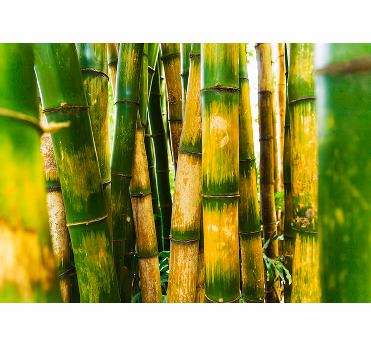 Bambu zen fototapet för dig - Tenstickers