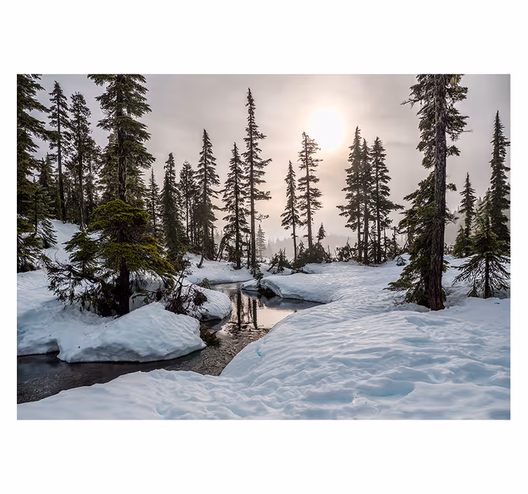 Vinter solsken skog fototapet - Tenstickers