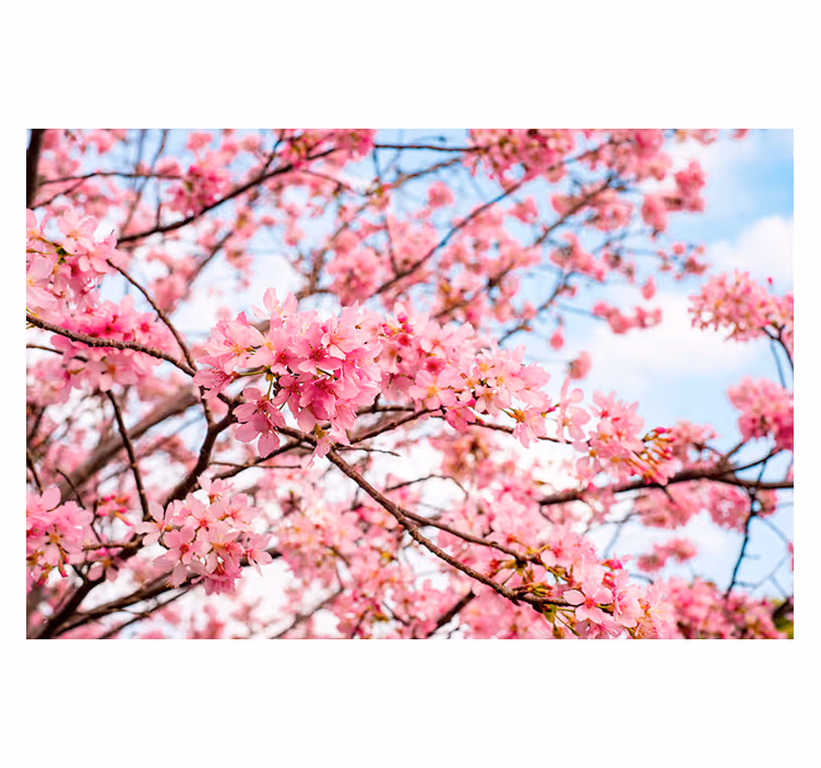 Fototapet för träd för himmel för körsbärsblomsträd - Tenstickers