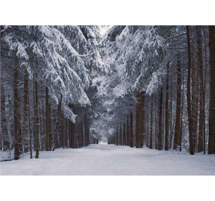 Snöig tallstig Fototapeter Skogar - Tenstickers