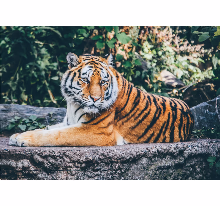 Majestätisk tigerblick Fototapeter djur - Tenstickers