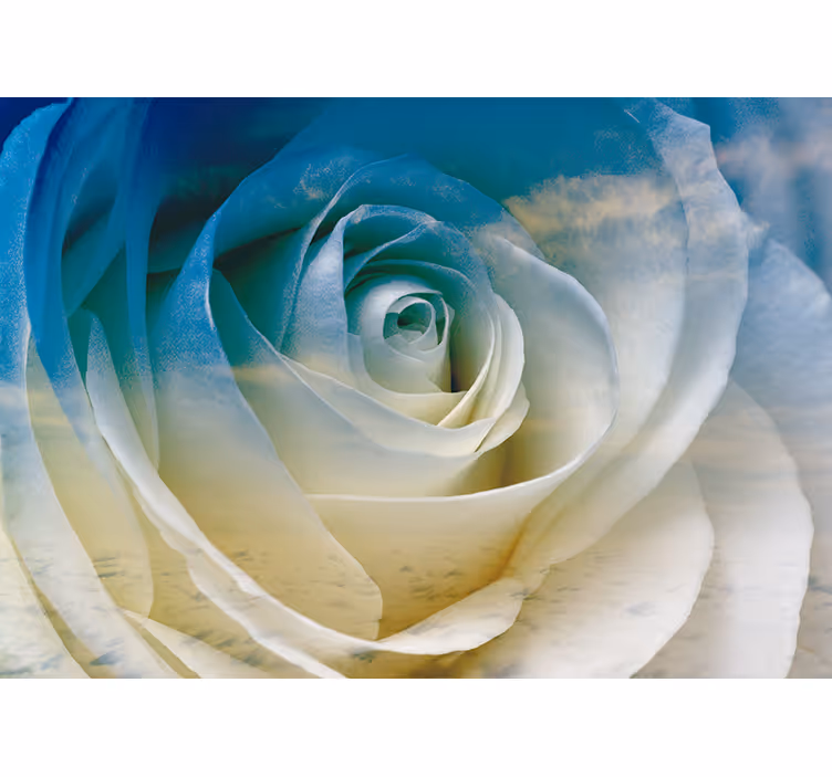 Fototapeter blommor rosblomma elegans - Tenstickers