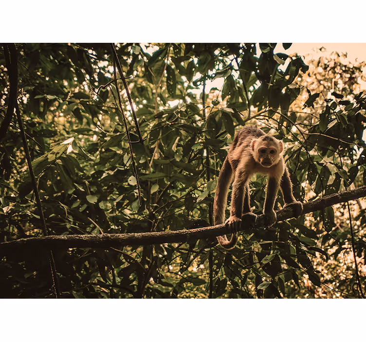 Amazonian apor fototapeta - Tenstickers
