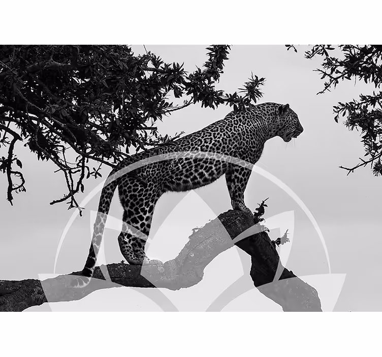 Leopard i träd Fototapeter djur - Tenstickers