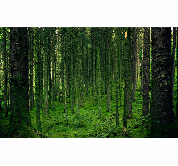 Polera magiska skogen fototapeta - Tenstickers