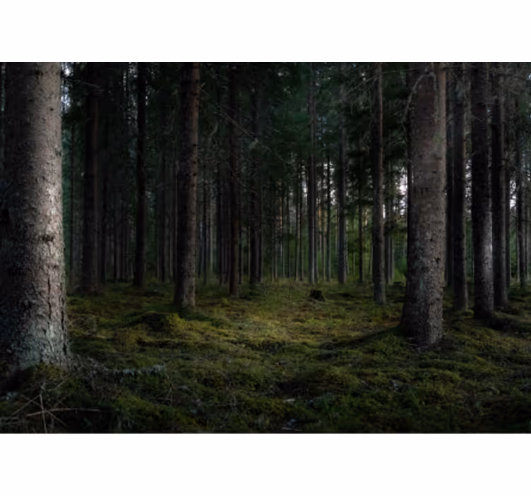 Frodig skog scen Fototapeter Skogar - Tenstickers