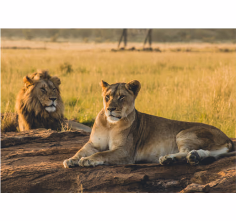 Leones i savanlejonet fototapeta - Tenstickers