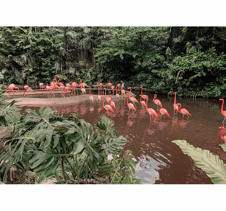 Flamingos vid vattnet Fototapeter djur - Tenstickers