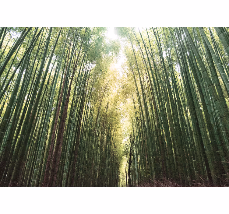 Bambu skog grön zen fototapeta - Tenstickers