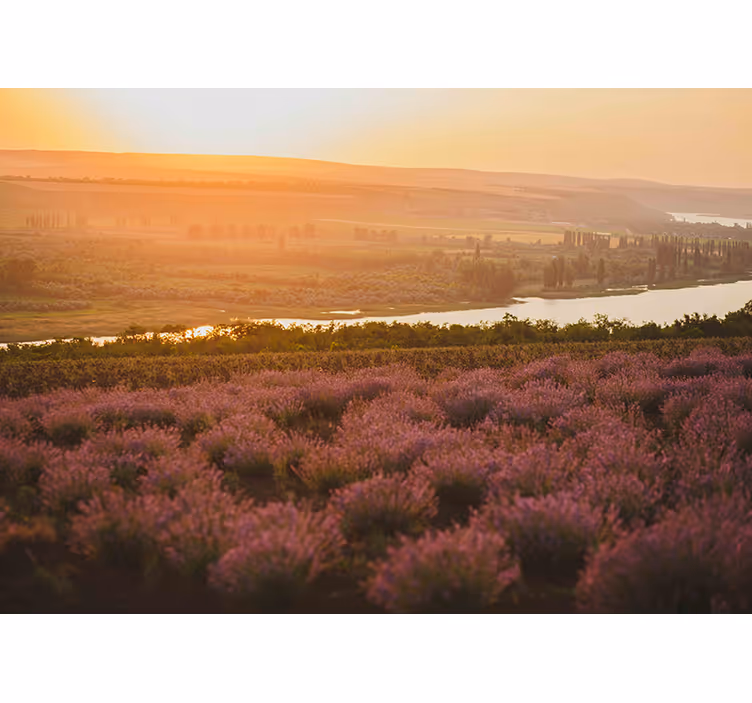 Lavendel solnedgång landskap Fototapeter Blommor - Tenstickers