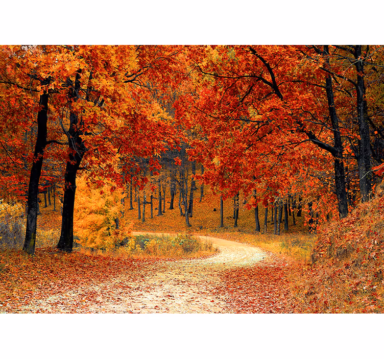 Tunnel av träd natur fototapeta - Tenstickers