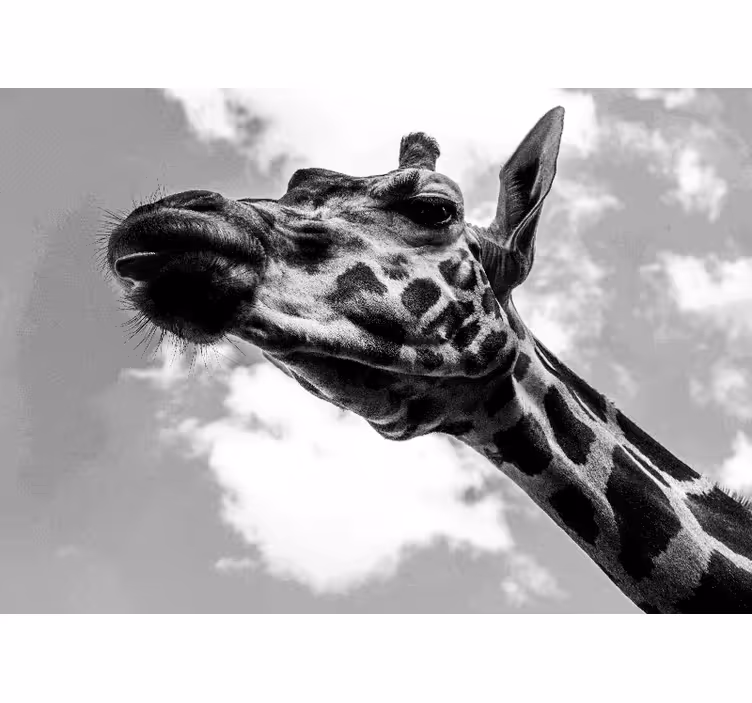 Svartvit giraff fototapeta - Tenstickers