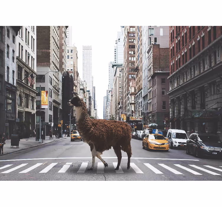 Fototapeter djur llama på gata - Tenstickers