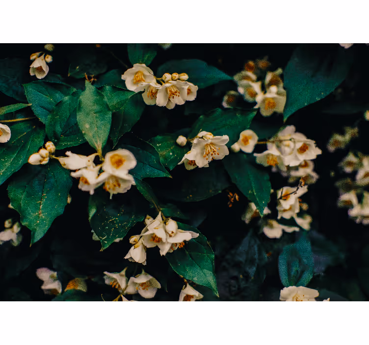 Fototapeter blommor fina vita blommor - Tenstickers