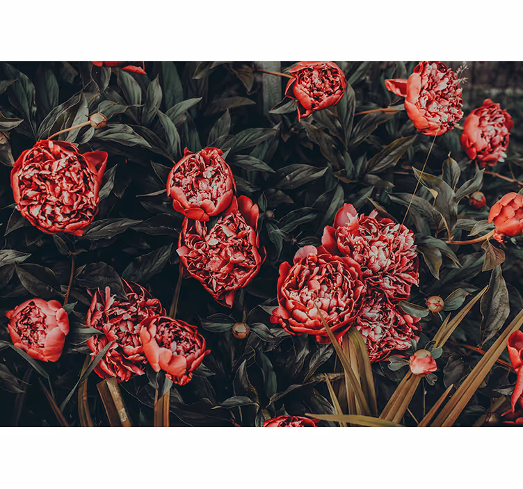 Pionblomsterarrangemang Fototapeter Blommor - Tenstickers