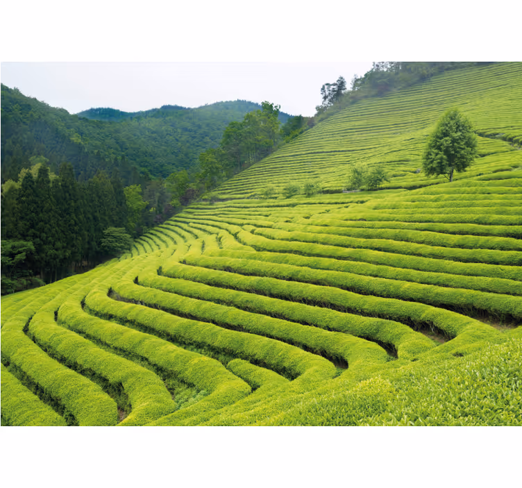 Fototapeter natur teaplantage landskap - Tenstickers