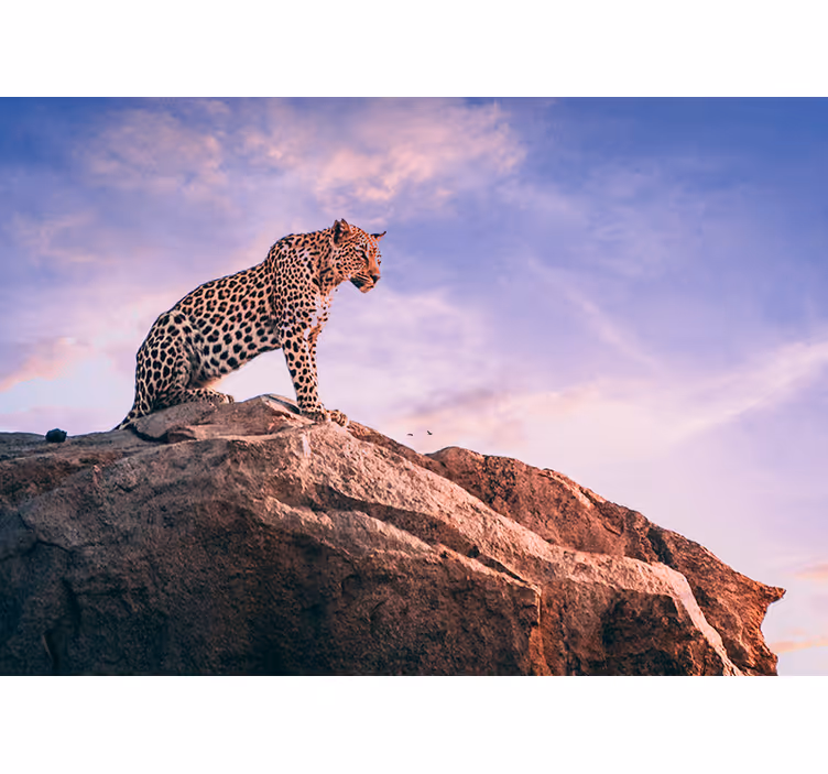 Leopard på sten Fototapeter djur - Tenstickers