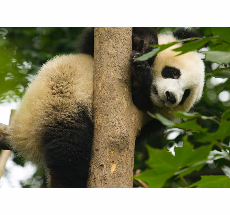 Panda klätterträd Fototapeter djur - Tenstickers
