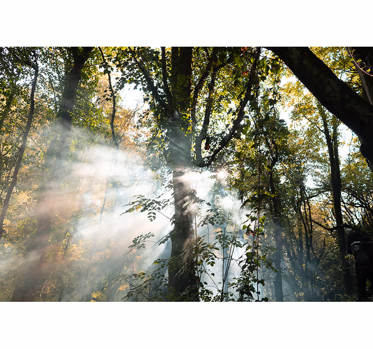Grön tjock skog natur fototapeta - Tenstickers