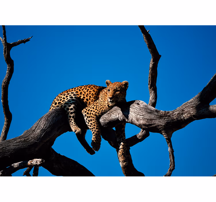 Leopard på gren Fototapeter djur - Tenstickers