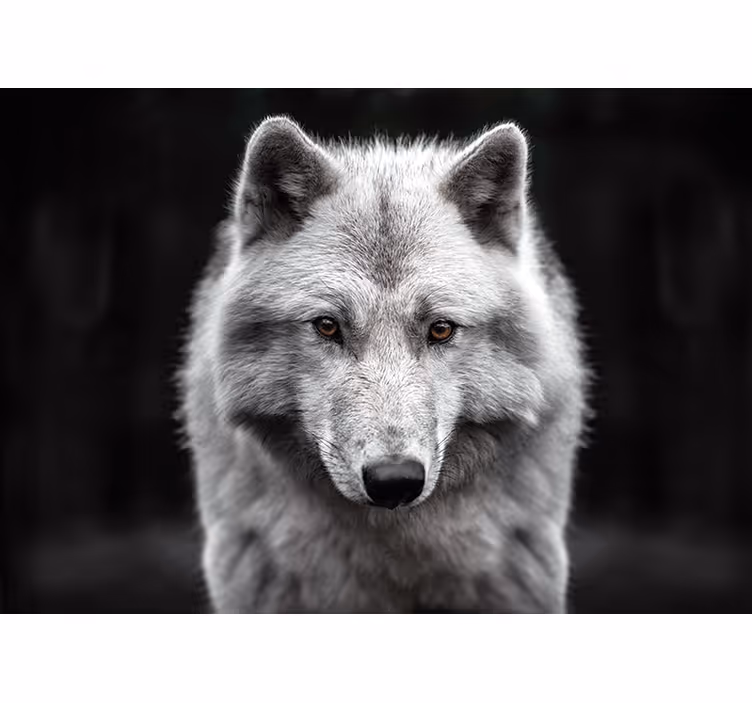 Vit varg vägg foto fototapeta - Tenstickers