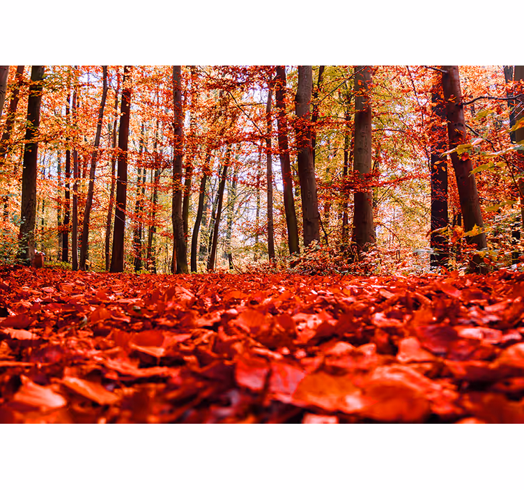 Röda blad skog fototapeta - Tenstickers