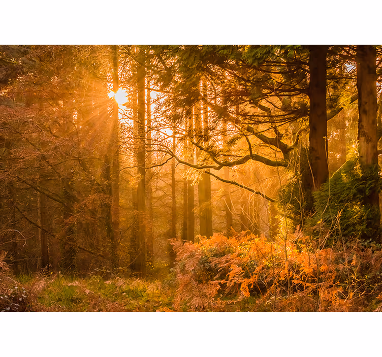 Gammal höst träd sun flash skog fototapeta - Tenstickers