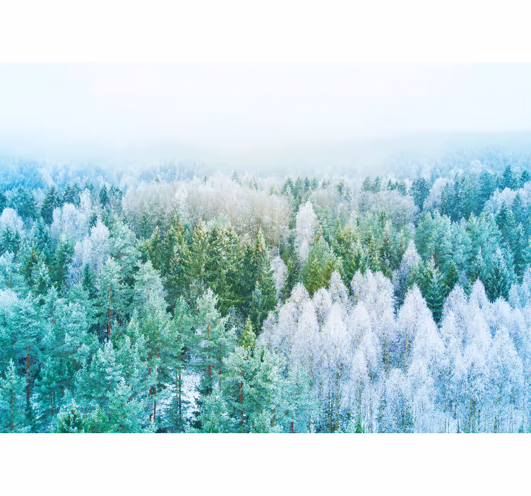 Norge snöiga vinterträd natur fototapeta - Tenstickers