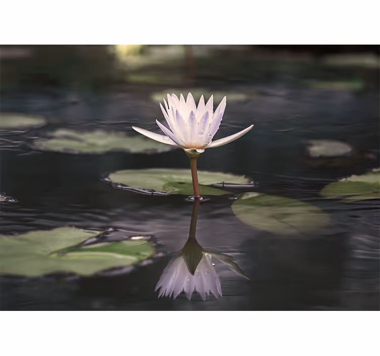Lotusblomma reflektion Fototapeter Blommor - Tenstickers