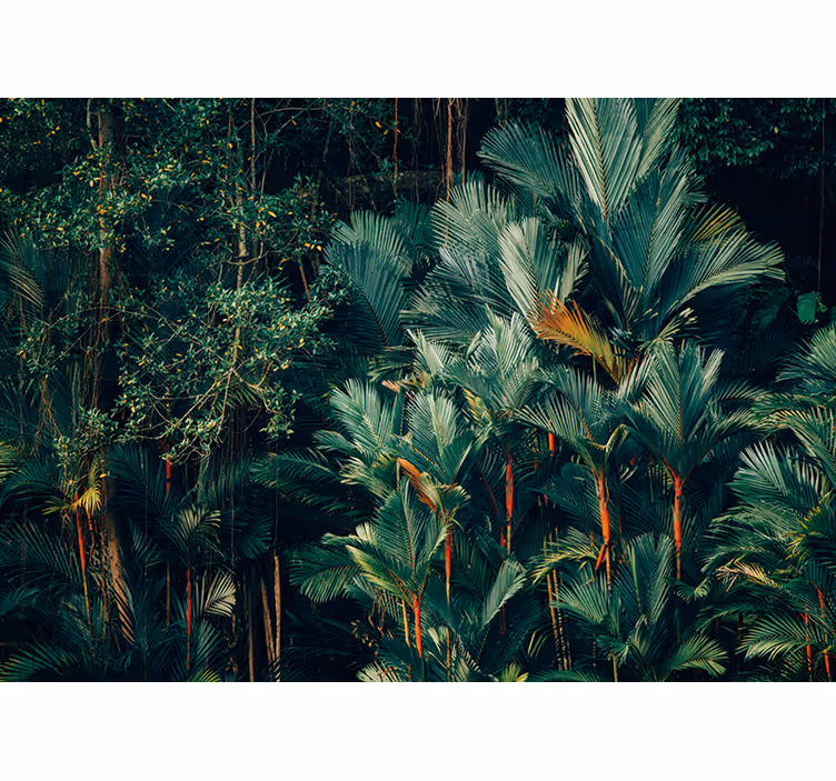 Fototapeter natur exotiska palmblad - Tenstickers