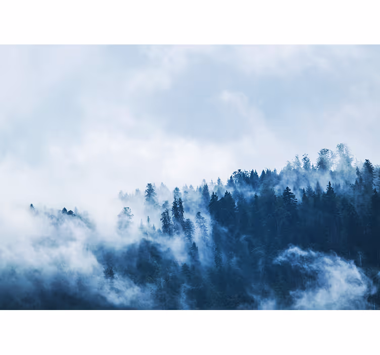 Fototapeter natur skogsdimmig landskap - Tenstickers