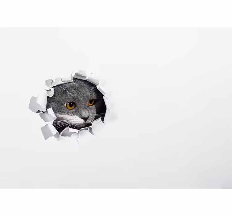 Söt katt foto fototapeta - Tenstickers