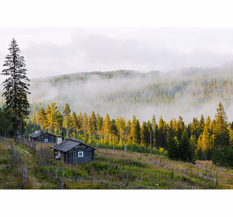 Dimma täckt skog Fototapeter Landskap - Tenstickers