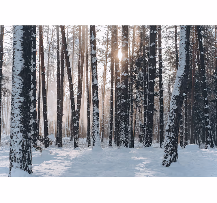 Vit skog fototapeta - Tenstickers