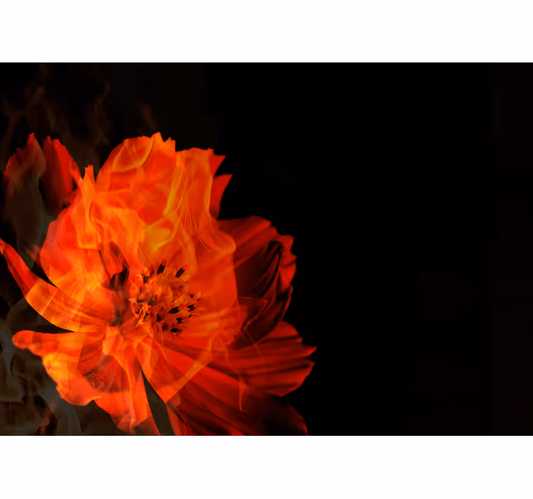 Eldig blommig explosion Fototapeter Övriga blommor - Tenstickers
