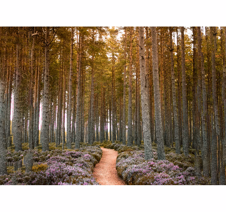 äventyr i skogsstigen Fototapeter Natur - Tenstickers