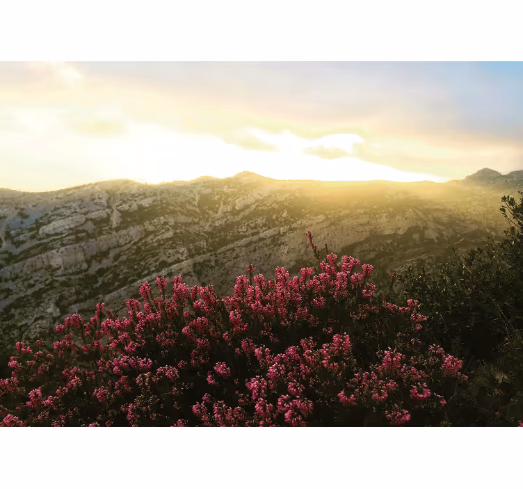Fototapeter natur blomstrande rosa flora - Tenstickers