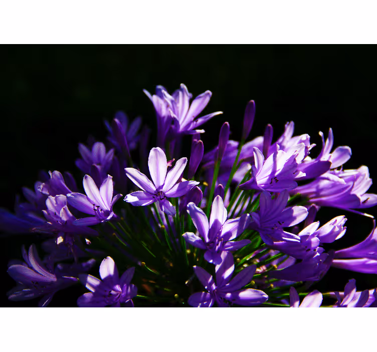 Lila blommor kök fototapeta - Tenstickers