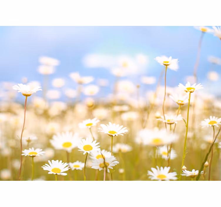 Prästkragar i blom Fototapeter Blommor - Tenstickers