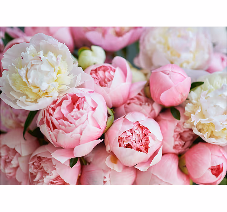 Bukett rosa rosor fototapeta - Tenstickers