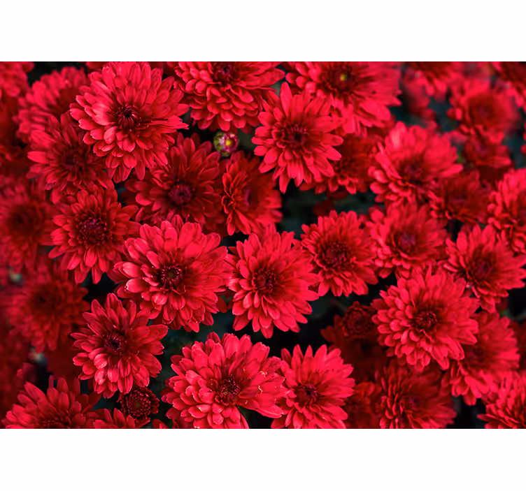 Livfull blommönster Fototapeter Blommor - Tenstickers
