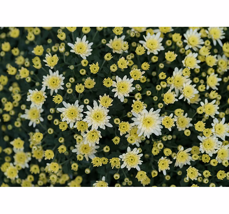 Fototapeter blommor blomstrande gula blommor - Tenstickers