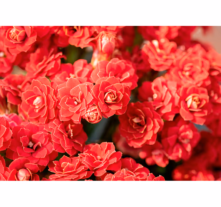 Röd blomma Fototapeter Blommor - Tenstickers