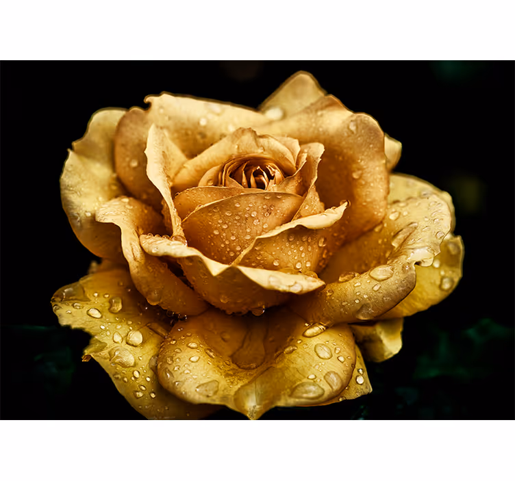 Elegant daggig blomma Fototapeter Vallmor - Tenstickers
