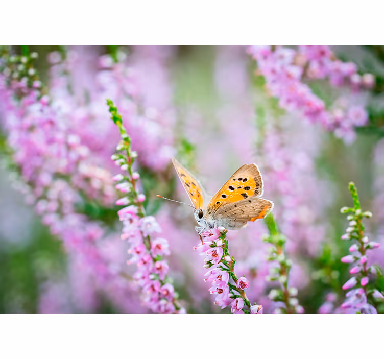 Fjäril blommande rosa värmare fototapeta - Tenstickers