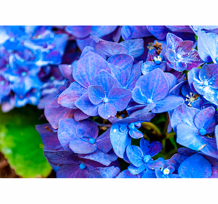 Levande hortensia blommar Fototapeter Blommor - Tenstickers
